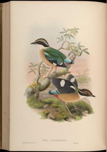 Pitta bengalensis = Pitta brachyura
